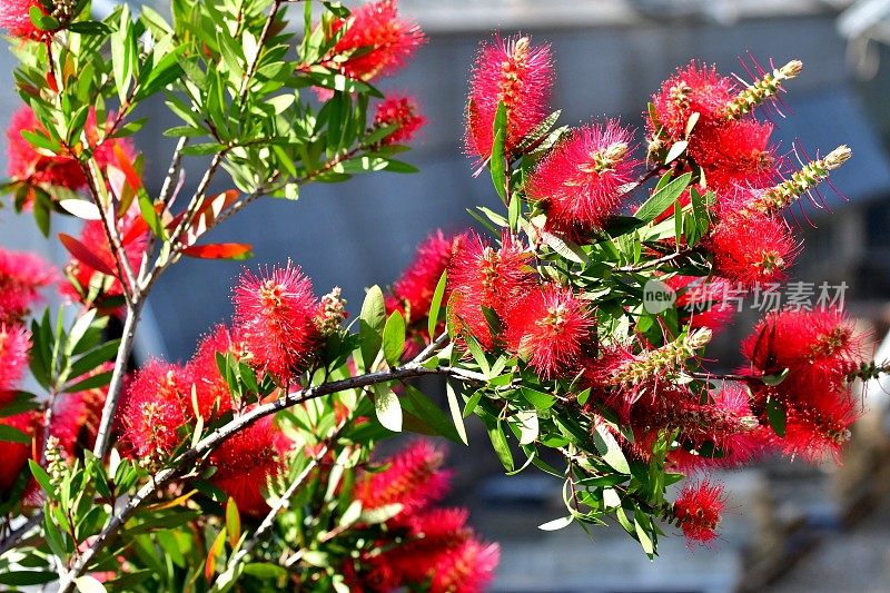 瓶刷鲜花/花萼